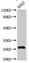 SPCS2 antibody