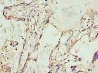 SPCS3 Antibody