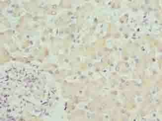 SPCS3 Antibody