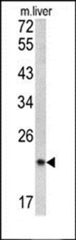 SPCS3 antibody
