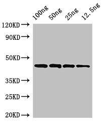 speB Antibody