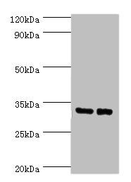 Spermidine synthase antibody