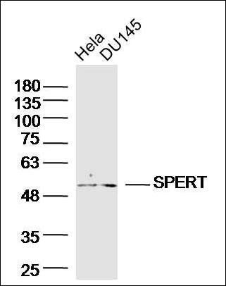 SPERT antibody