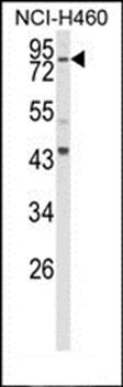 SPG20 antibody
