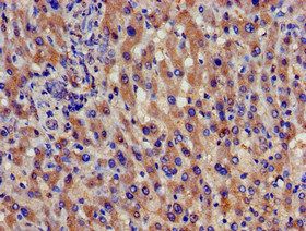 SPG21 Antibody