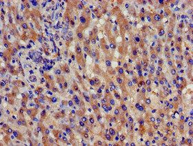 SPG21 antibody