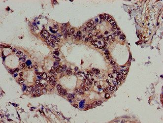 SPG21 Antibody