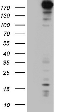 SPG7 Antibody
