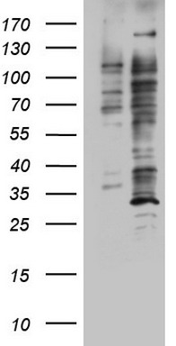 SPG7 Antibody