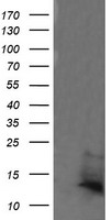 SPG7 Antibody