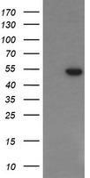 SPG7 Antibody