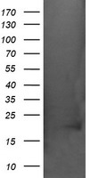 SPG7 Antibody