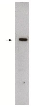 Rabbit anti Rat Sphingosine Kinase 1, Long Form Antibody