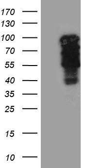 SPI1 Antibody