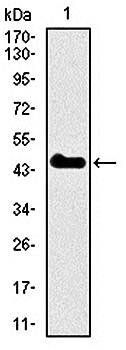 SPI1 Antibody