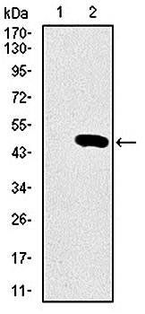 SPI1 Antibody