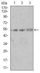 SPIB Antibody