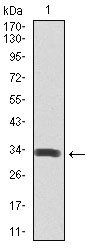 SPIB Antibody