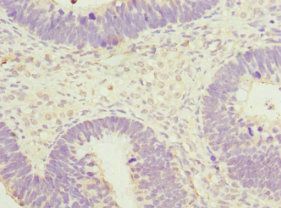 SPIN1 Antibody