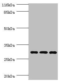 SPIN1 Antibody