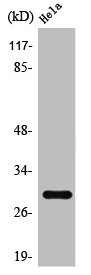 SPIN1 Antibody