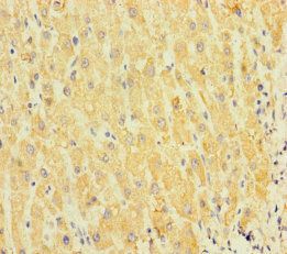 SPIN4 Antibody