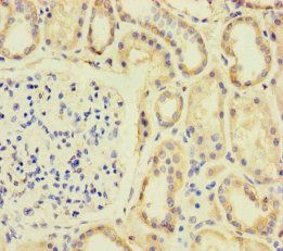 SPIN4 Antibody