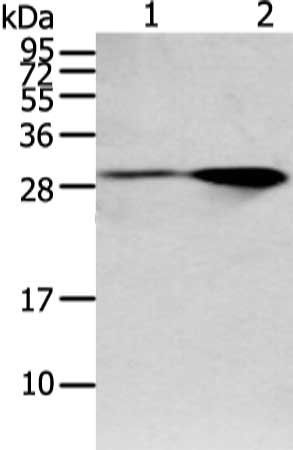 SPIN4 Antibody