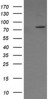 SPINT1 Antibody