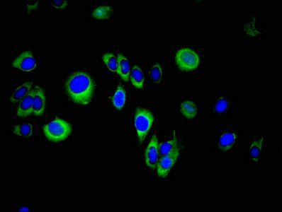 SPINT2 Antibody