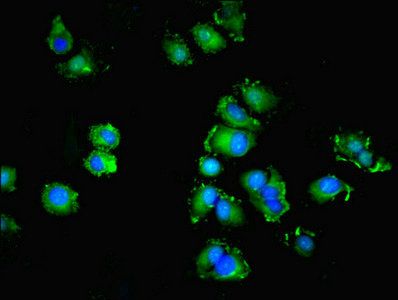 SPIRE2 antibody