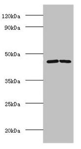 DDX39B Antibody