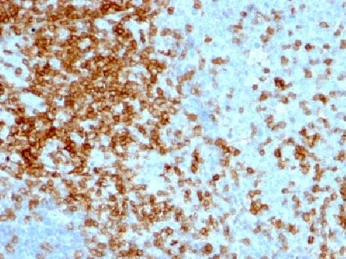 SPN Antibody