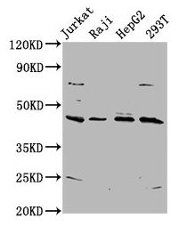 SPO11 Antibody