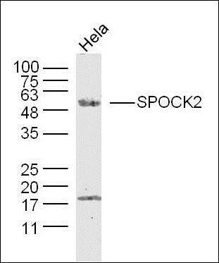 SPOCK2 antibody