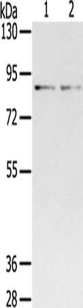 SPON1 Antibody