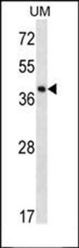 SPOPL antibody