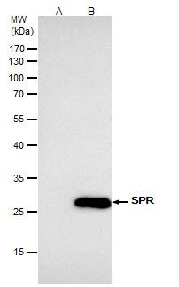 SPR antibody