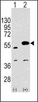 SPRED1 antibody