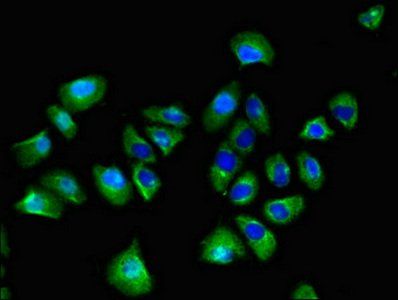 SPRED1 Antibody