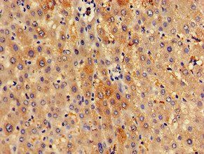 SPRED1 Antibody