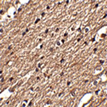 Spred3 Antibody