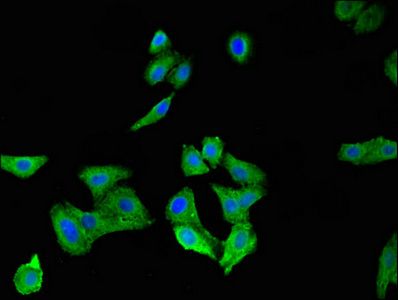 SPRR1A Antibody