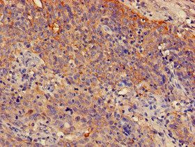 SPRR1A Antibody