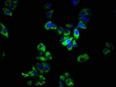 SPRY1 Antibody