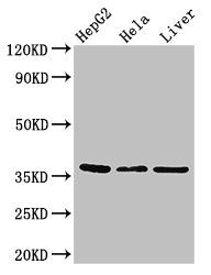 SPRY1 Antibody