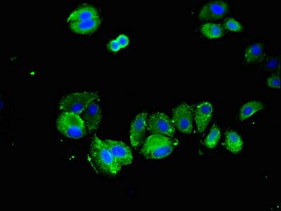 SPRY2 Antibody