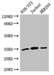 SPRY2 Antibody