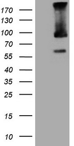 SUPT3H Antibody