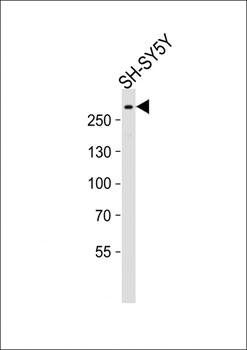 SPTAN1 antibody